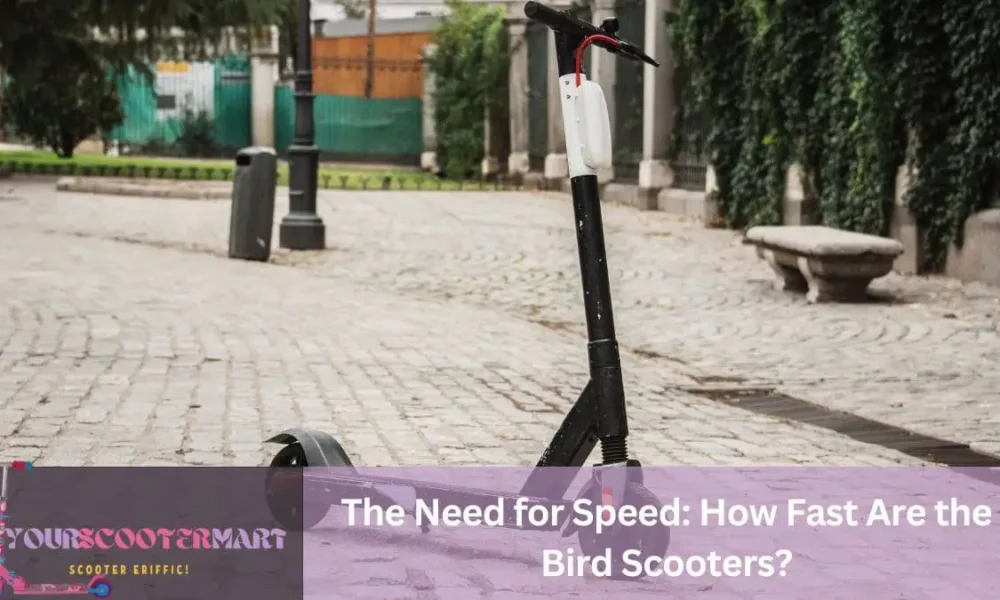 How Fast Are the Bird Scooters